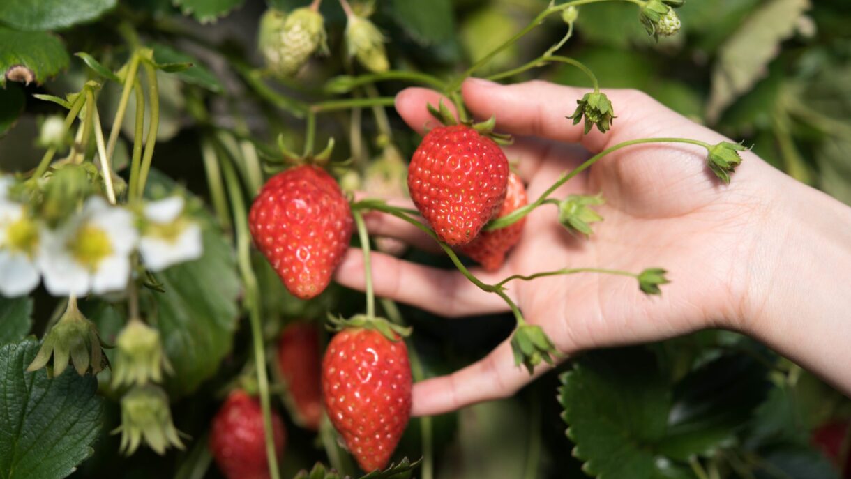 Work in the vegetables and fruit sector in the Netherlands