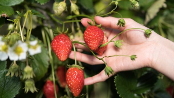 Work in the vegetables and fruit sector in the Netherlands