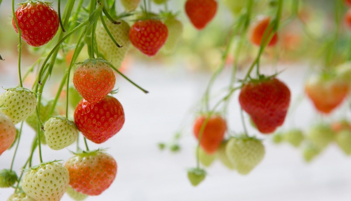 Werken in de groente- en fruitsector in Nederland – waarom is seizoenswerk niet voor iedereen een aantrekkelijke optie?