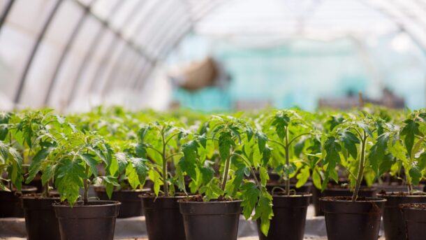 Contrain poszerza współpracę z Rötjes young plants
