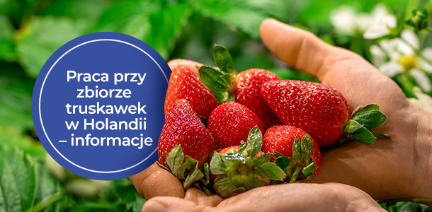 Praca przy zbiorze truskawek w Holandii – Podstawowe informacje dla pracownika